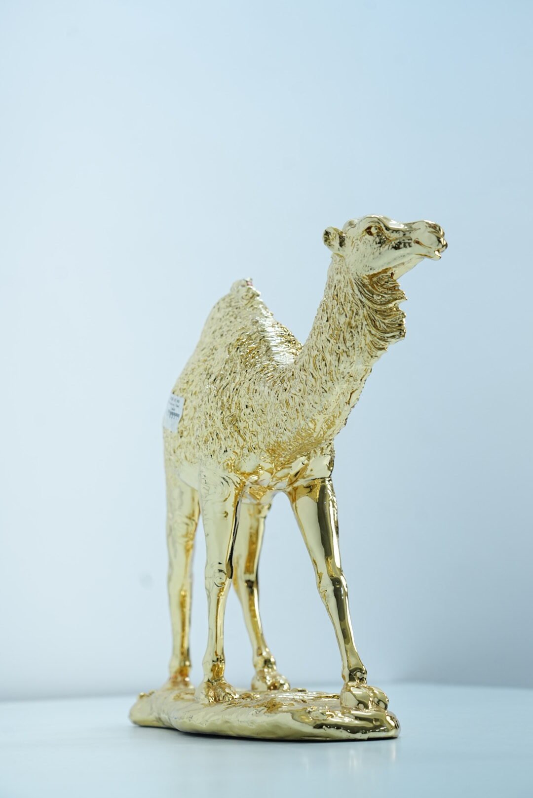 Camel - Image 4
